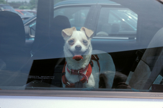 dogs_2D00_in_2D00_hot_2D00_cars